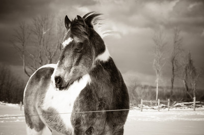 Snow Muzzle- Best In Show Award Winner