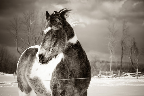 Snow Muzzle- Best In Show Award Winner