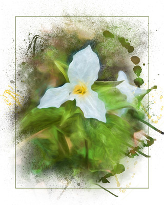 Trillium-1