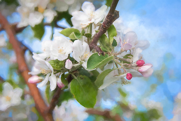 Blossom Time  Award Winner