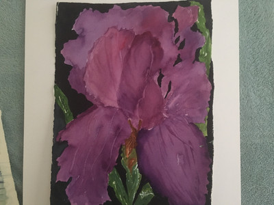 Iris