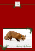 Foxy 5x7 Outside