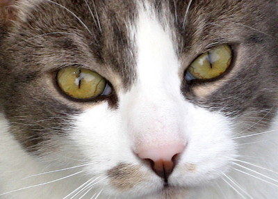 Wishing you a Purr...fect Birthday
